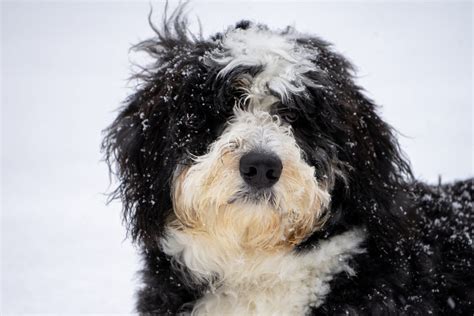  An F2bb Bernedoodles enjoy snow just like all Bernedoodles! What exactly is puppy growth? There are two different variables to consider when we are figuring out when a Poodle Mix will stop growing